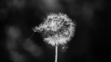 Lorem ipsum dolor sit amet, consectetur adipiscing elit.