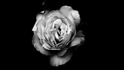 Lorem ipsum dolor sit amet, consectetur adipiscing elit. Donec pulvinar massa elit, nec euismod arcu dapibus vel. Nullam quis felis risus. Praesent egestas viverra.