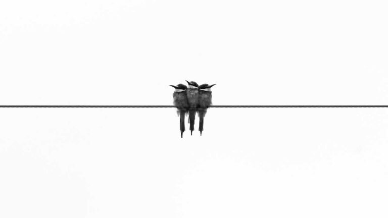 Lorem ipsum quis diam sed orci eleifend placerat