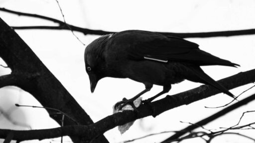 Lorem ipsum dolor sit amet, consectetur adipiscing elit. In vel laoreet quam, id semper enim. Donec at justo sit amet.