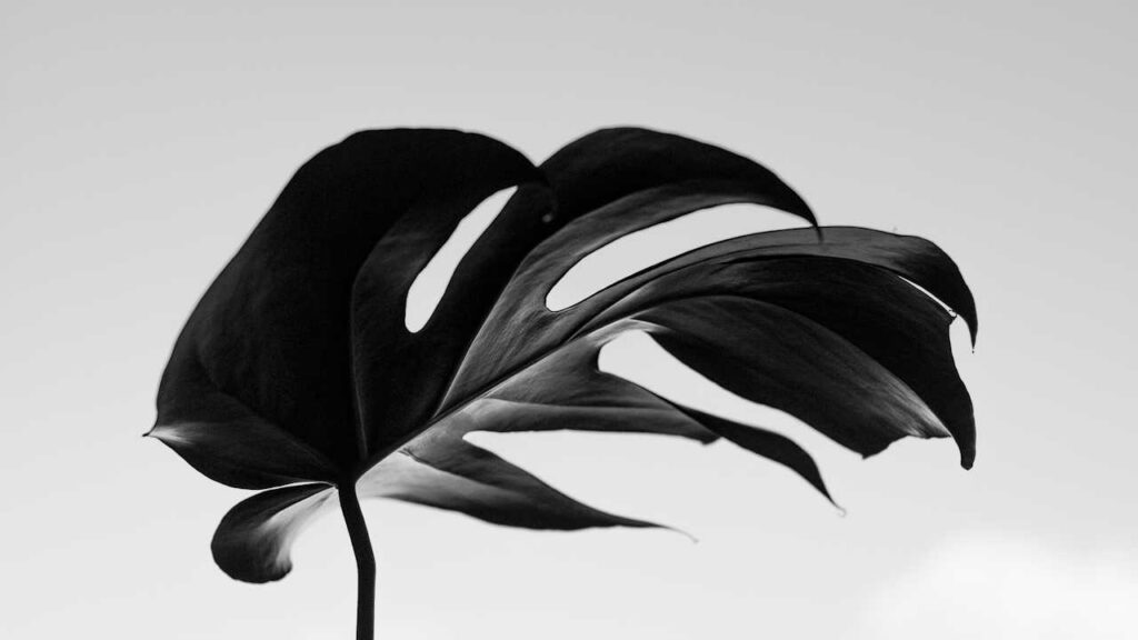 Lorem ipsum dolor sit amet, consectetur adipiscing elit. Nullam elementum arcu in lacus accumsan, id dictum enim posuere.